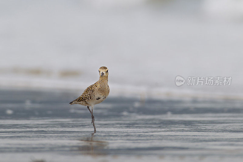 鸟:成年太平洋金鸻(Pluvialis fulva)